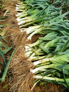 Geerntete Lauchstangen mit Wurzeln