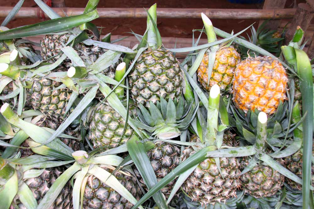 Ananas SmoothCayenne