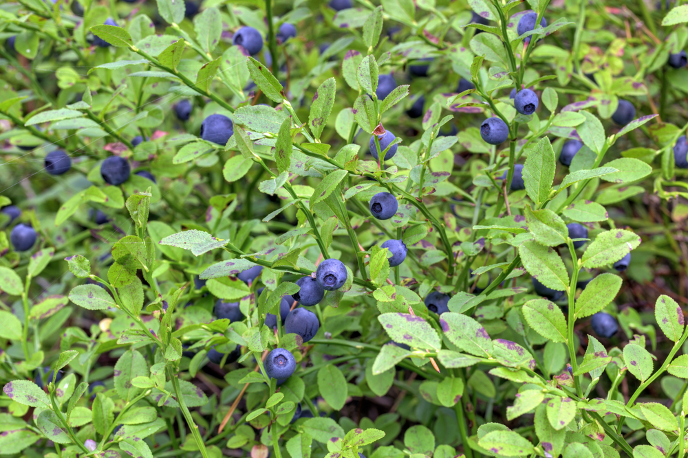 Wildheidelbeere am Strauch