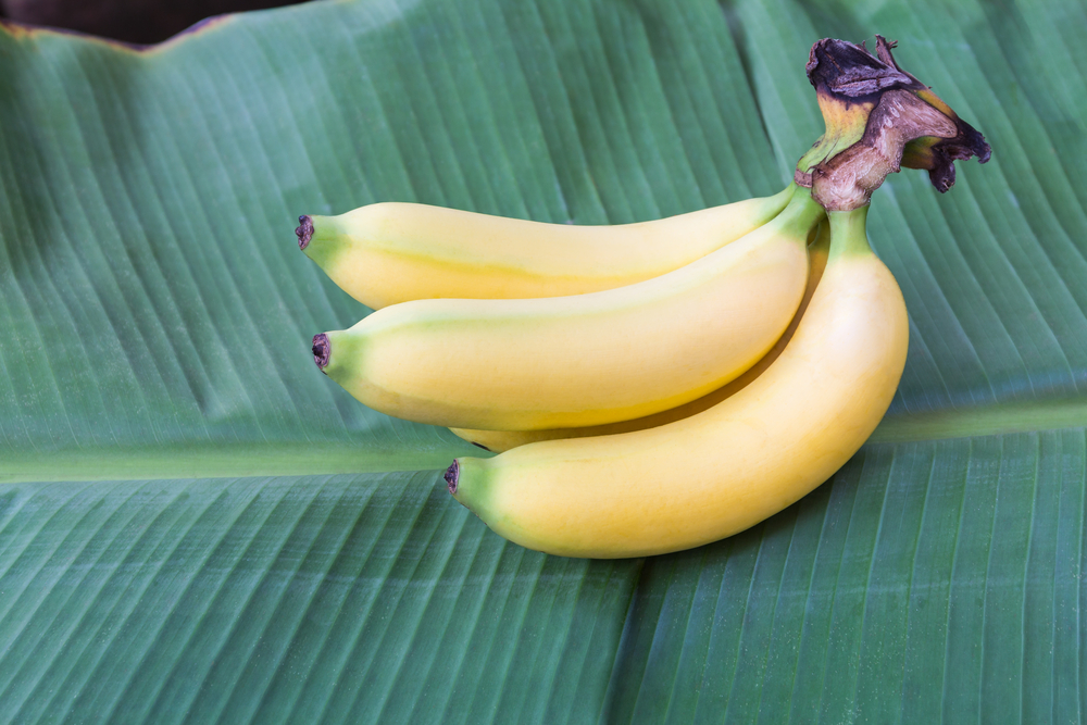 Bananensorte Cavendish