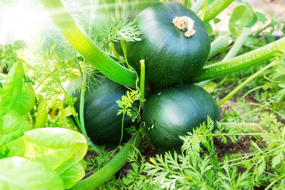 Zucchini in Kürbisform