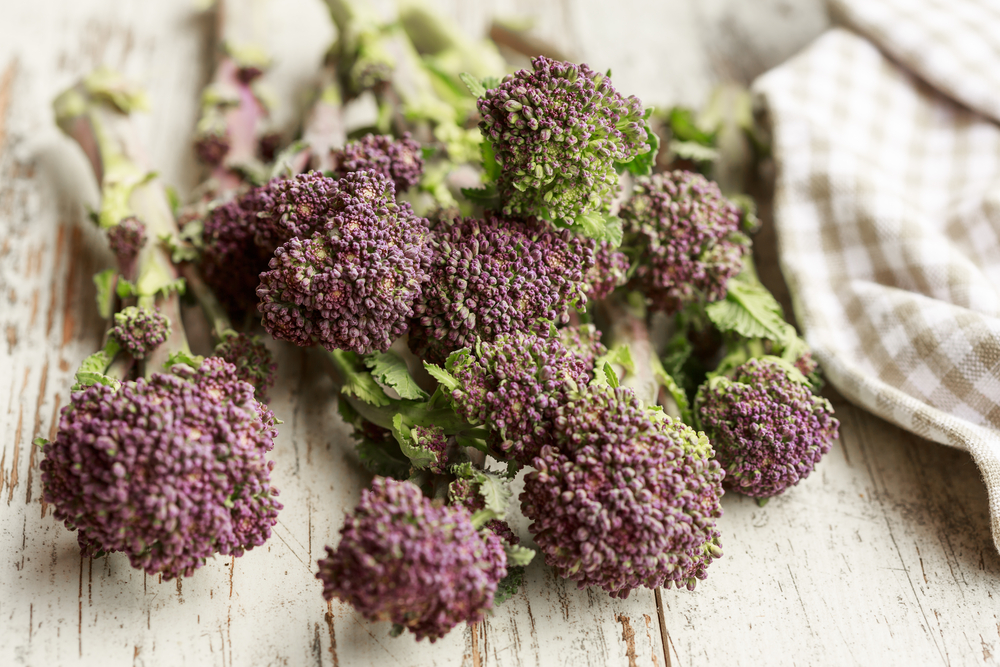 Violetter Brokkoli