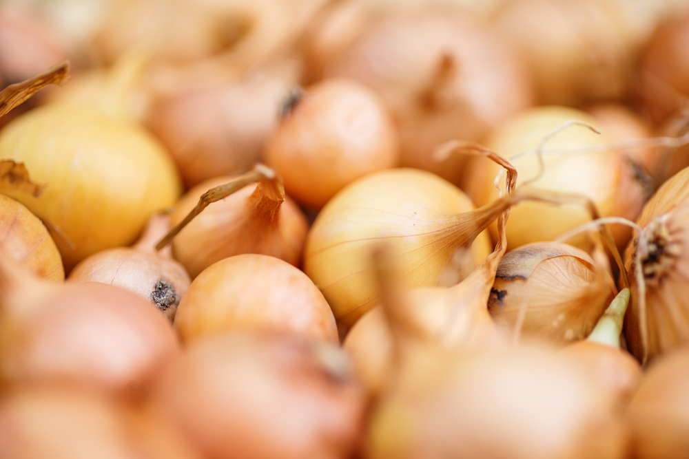 Zwiebel mit Schale